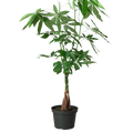 Money Tree 'Guiana Chestnut' Pachira Braid