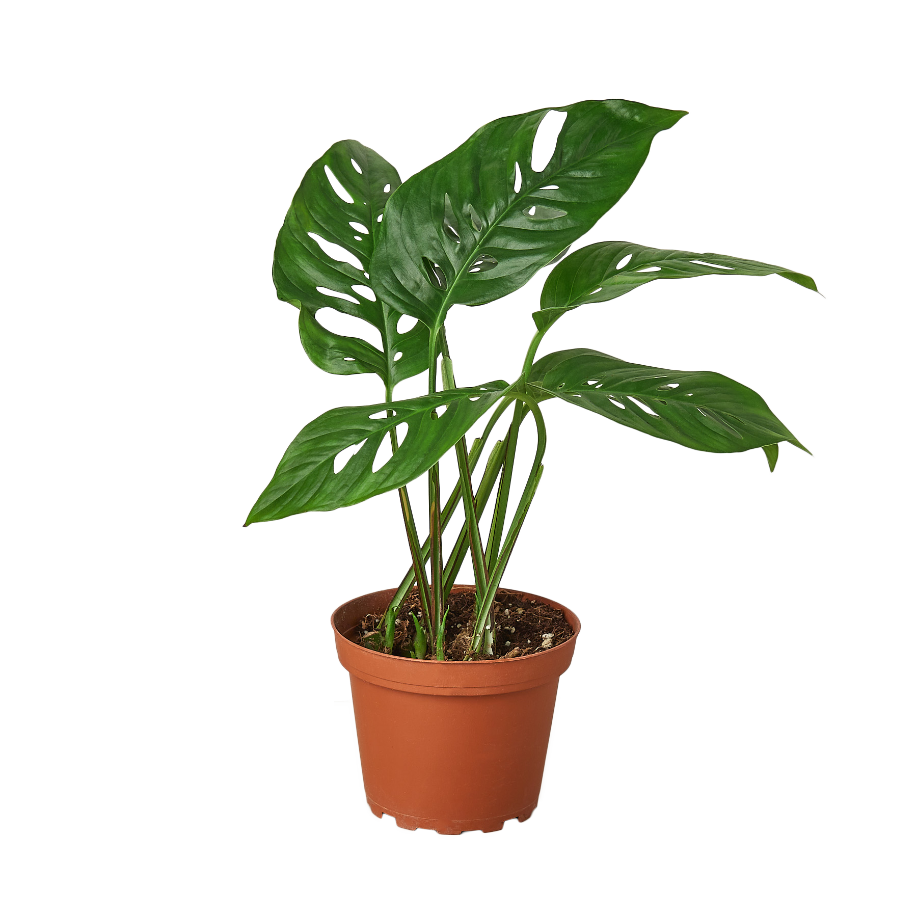 Monstera Adansonii 'Swiss Cheese'