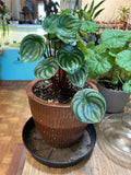 Peperomia Watermelon