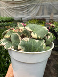 Saxifraga Tricolor