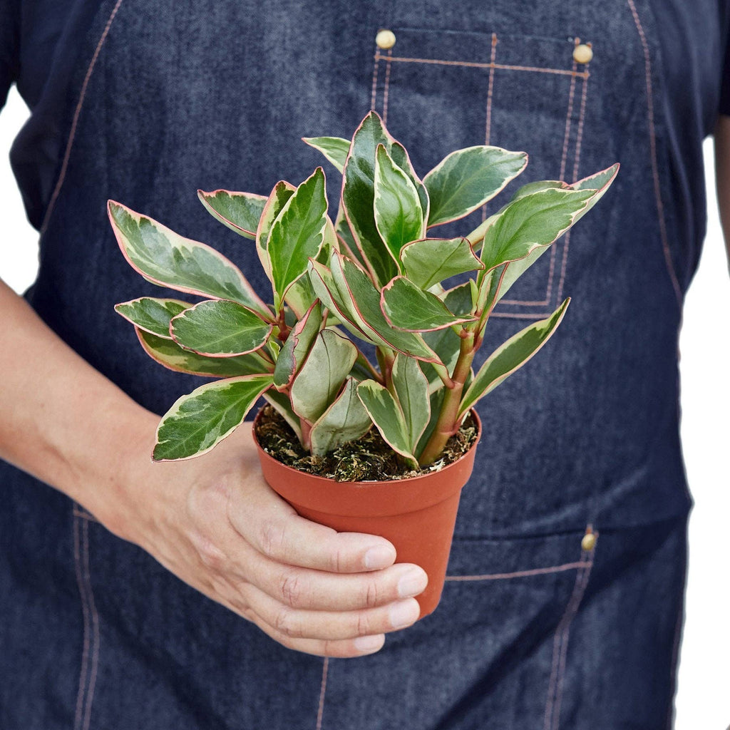 Peperomia 'Ginny' - Peperomia clusiifolia Live Plant