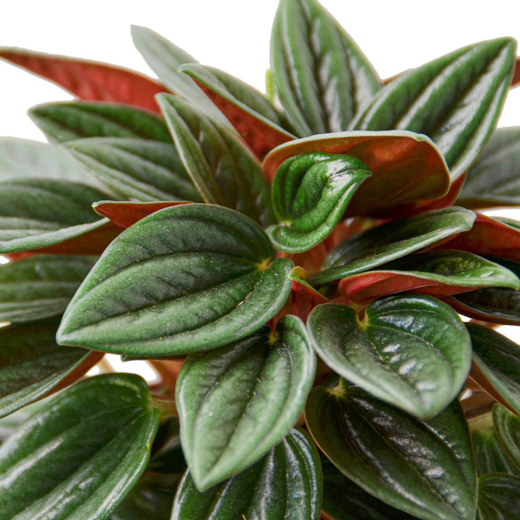 Peperomia Rosso Live Plant - Peperomia caperata 'Rosso'