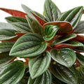 Peperomia Rosso Live Plant - Peperomia caperata 'Rosso'
