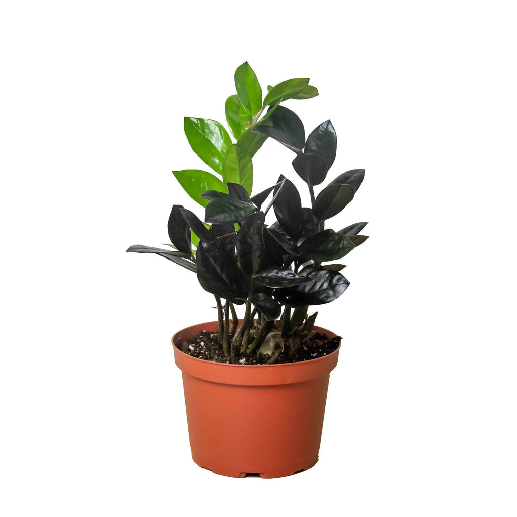 ZZ Zamioculcas 'Black Raven' - 6" Pot