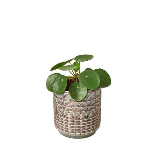 Pilea Peperomioides 'Chinese Money'