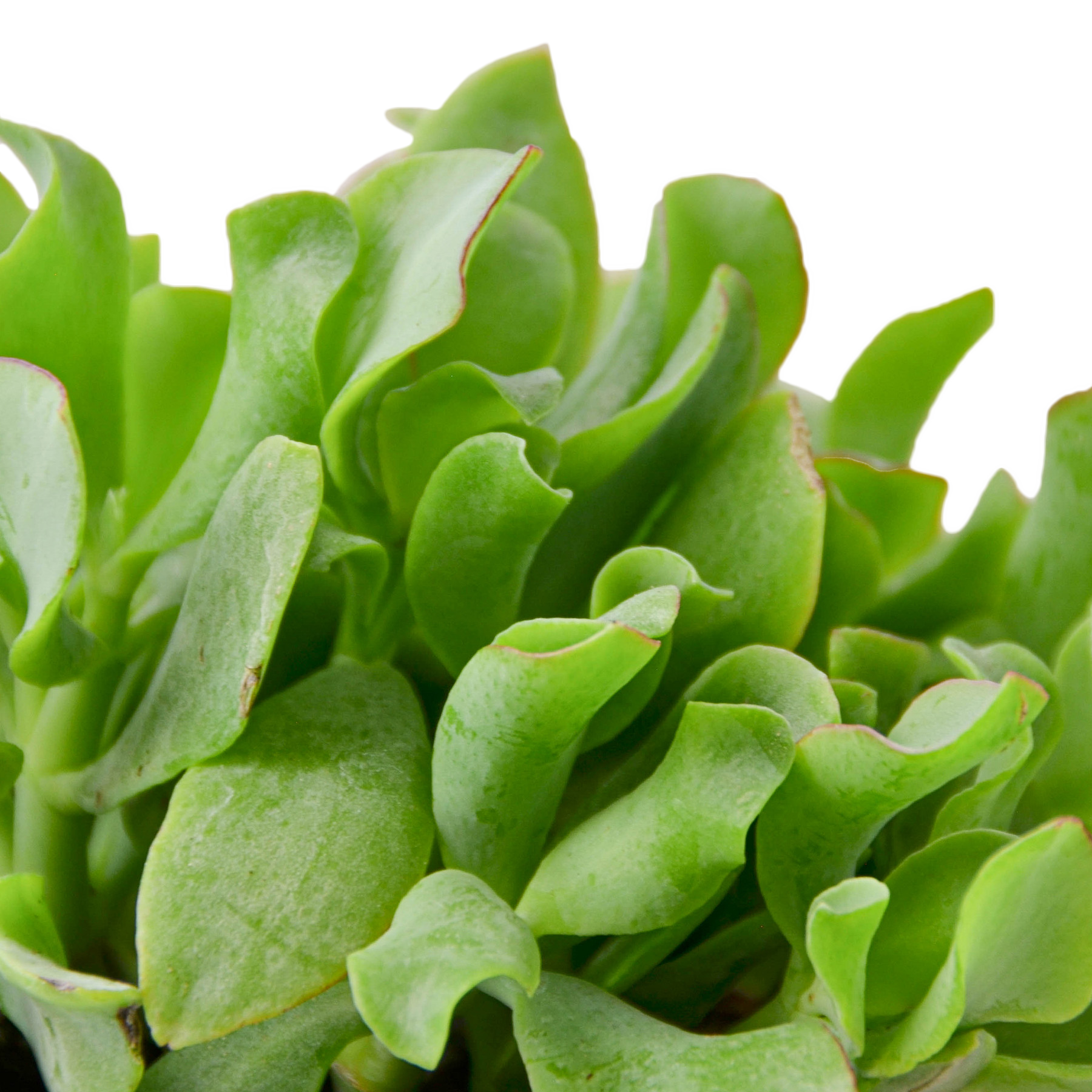 Ripple Jade Succulent