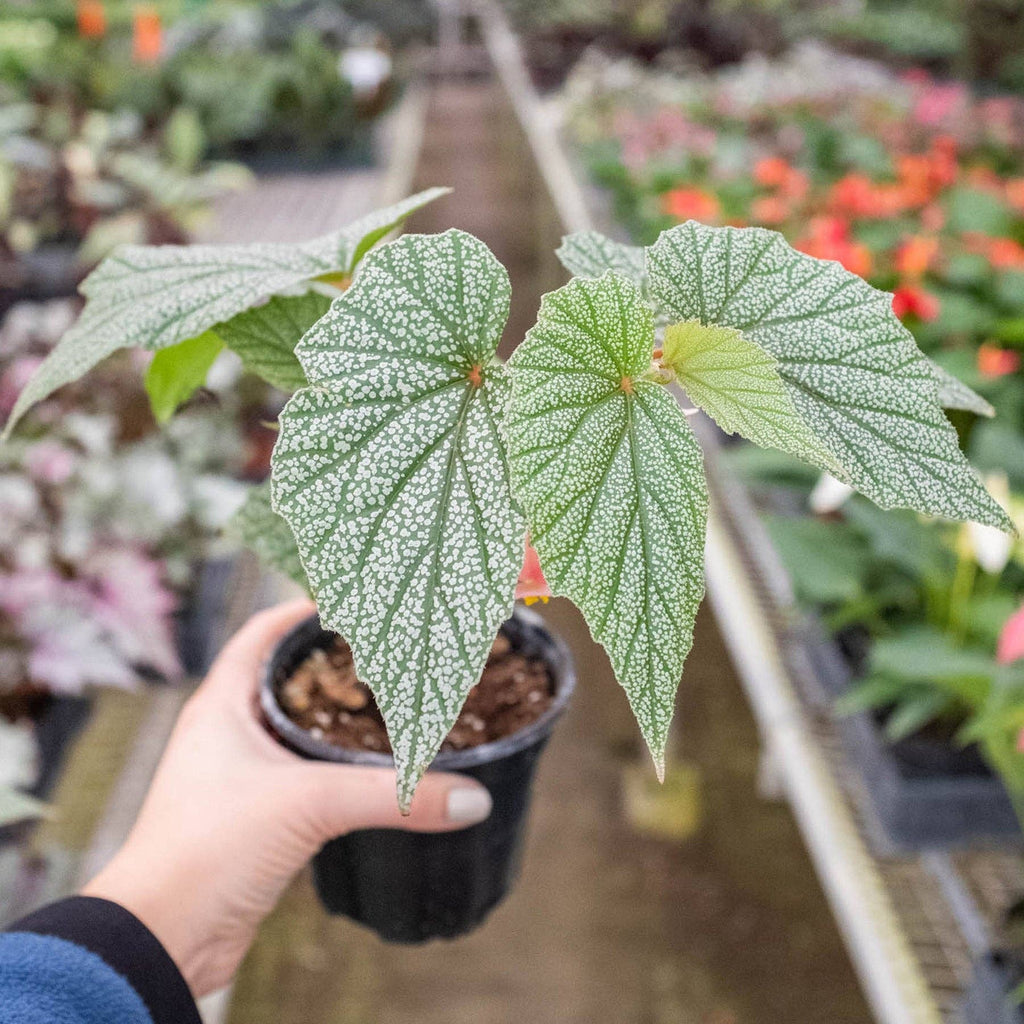 Begonia 'Frosty'