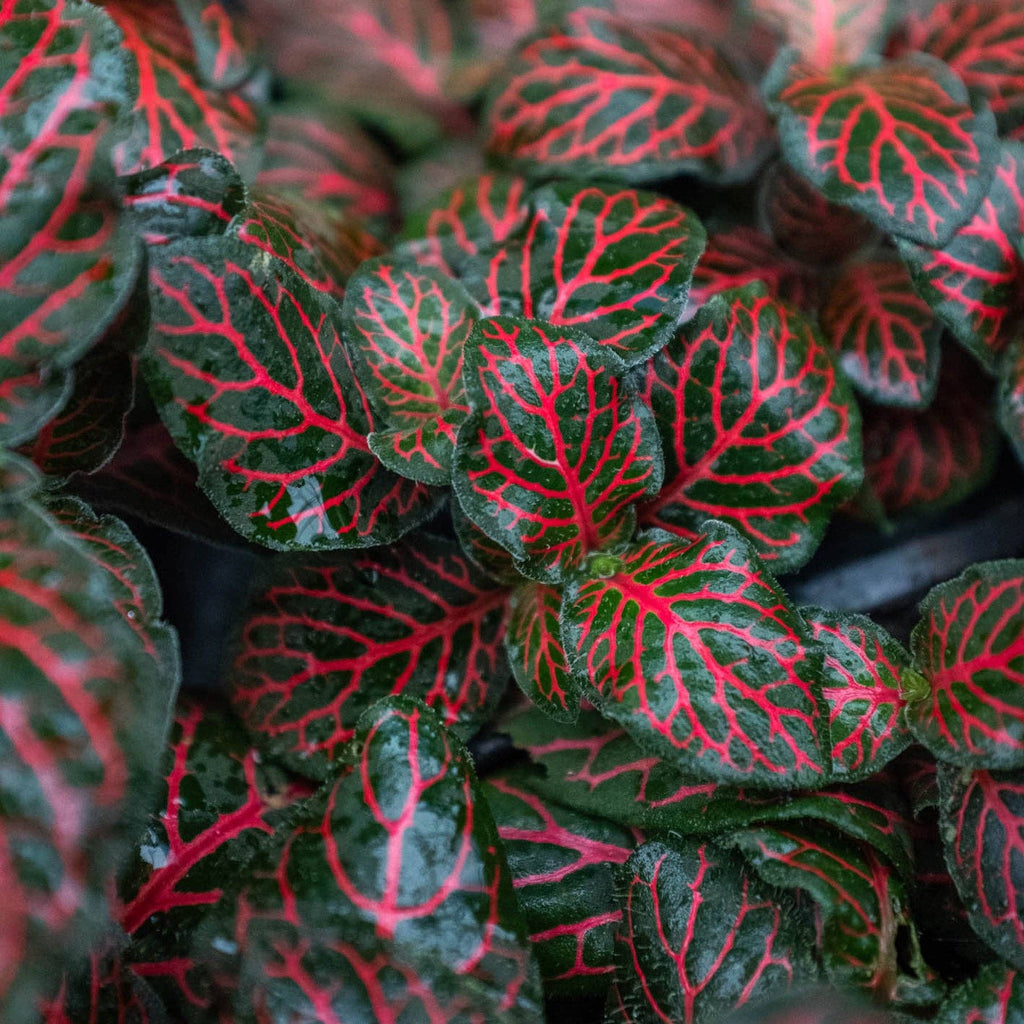 Fittonia 'Red' - 4" Pot