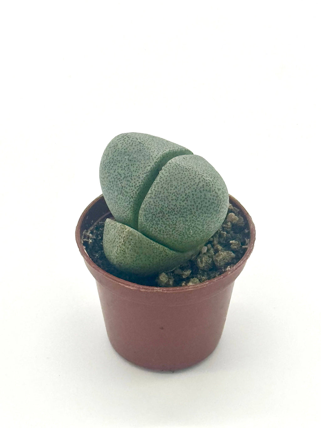 Succulent 'Split Rocks'