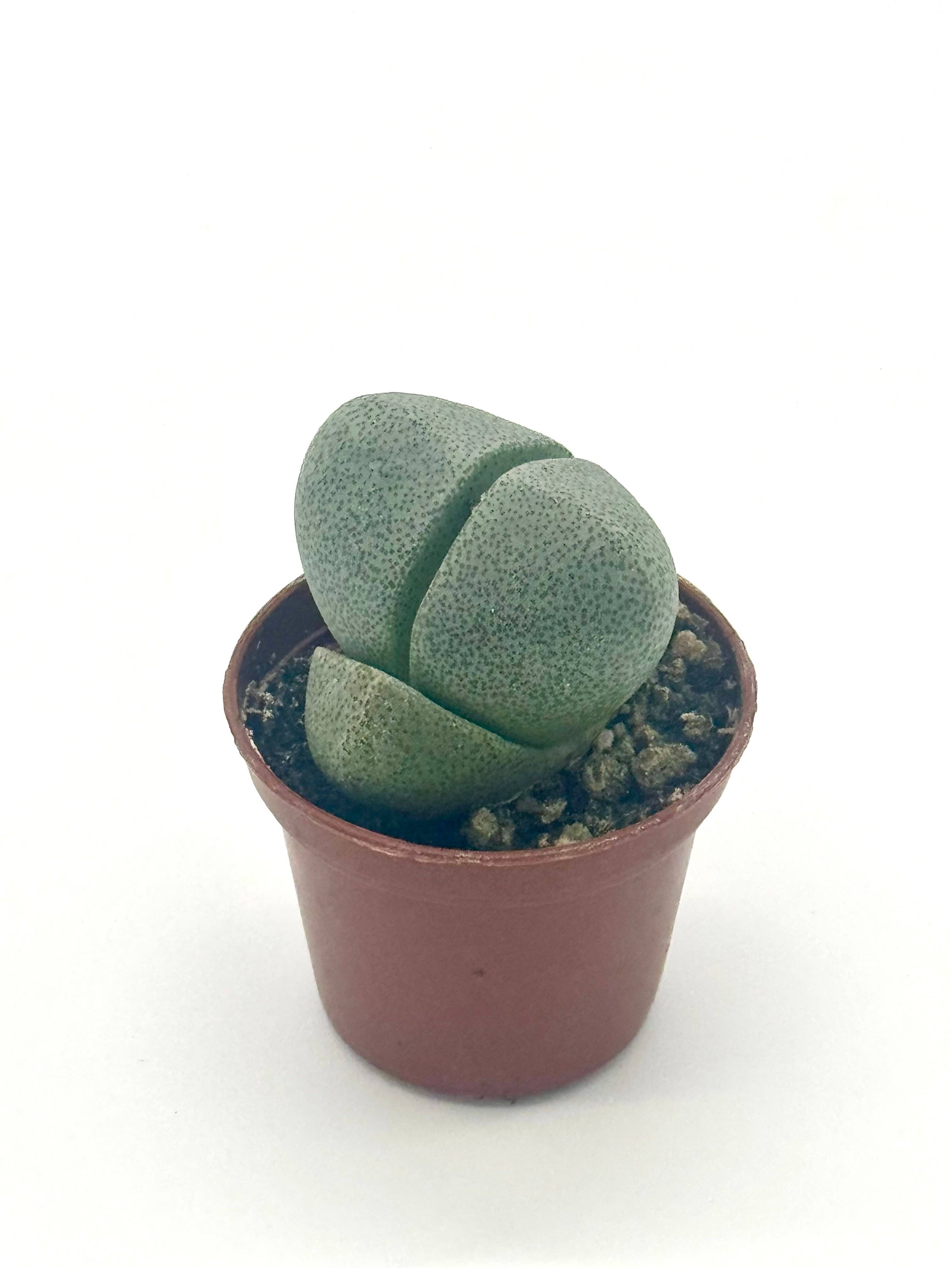 Succulent 'Split Rocks'