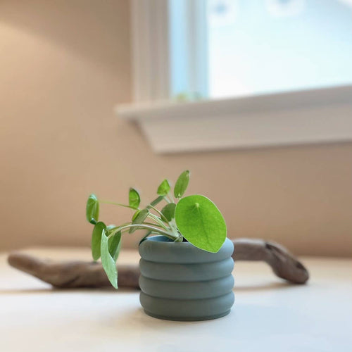 eco indoor plant pots 3D Printed 2" Bubble Pot, Indoor Planter