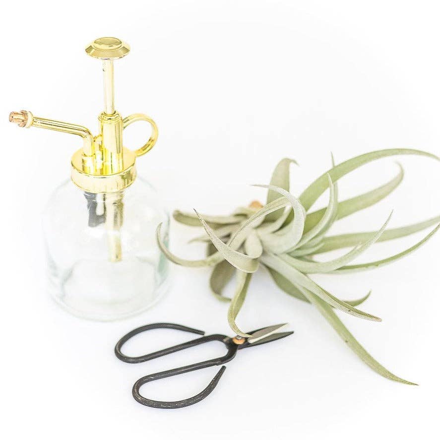 Clear glass plant Mister with gold top, pair of black scissors, and air plant on a white background
