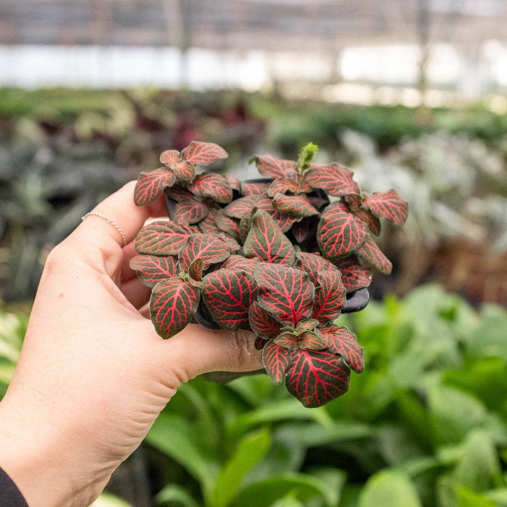 Fittonia 'Red' - 4" Pot