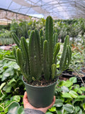Succulent Cactus Stapelia