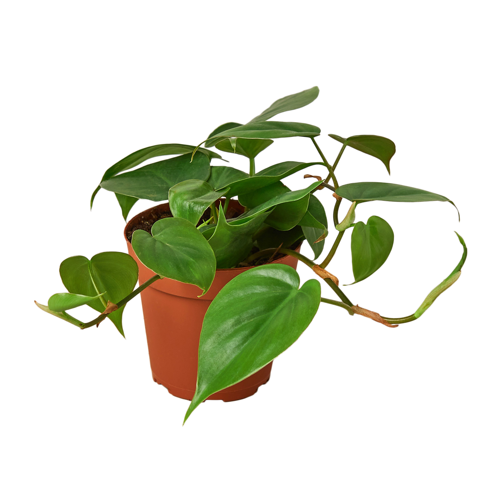 Philodendron Cordatum 'Heartleaf'