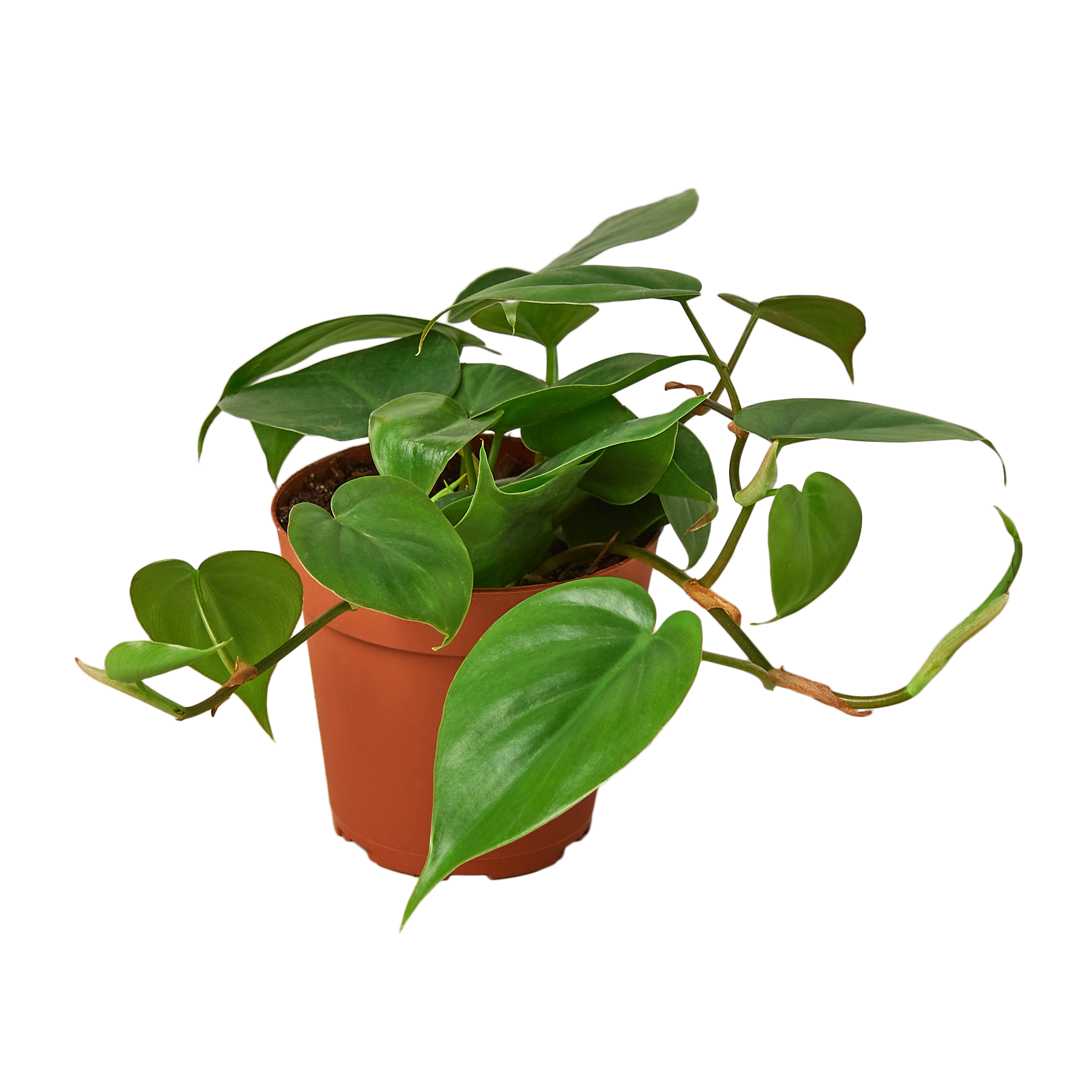 Philodendron Cordatum 'Heartleaf'