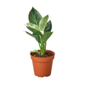 Philodendron 'Birkin'