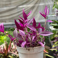 Tradescantia 'Pink Passion'