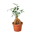 Ficus 'Ginseng' - Live Plant