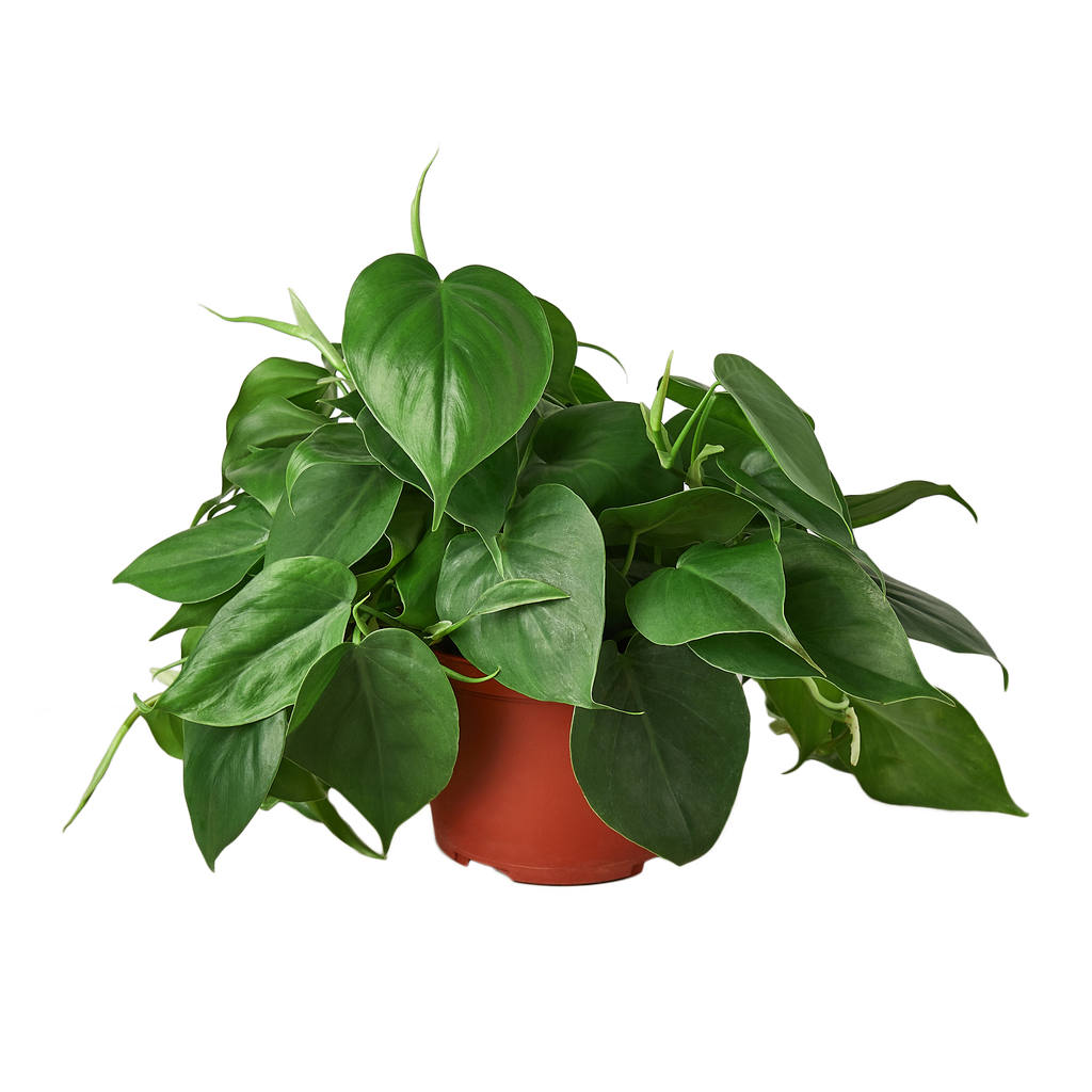 Philodendron Cordatum 'Heartleaf'