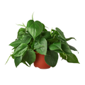 Philodendron Cordatum 'Heartleaf'
