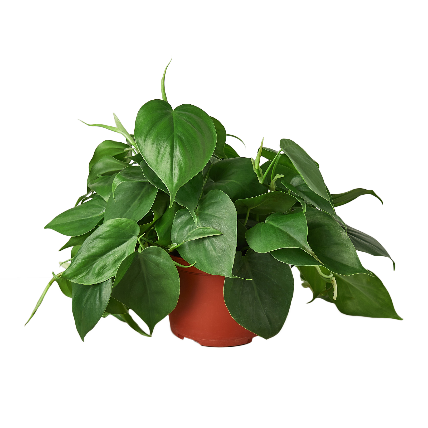 Philodendron Cordatum 'Heartleaf'
