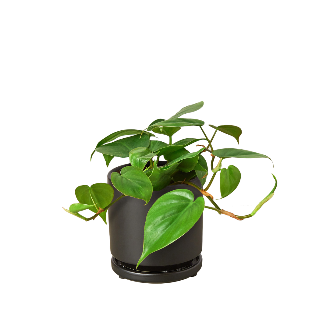Philodendron Cordatum 'Heartleaf'