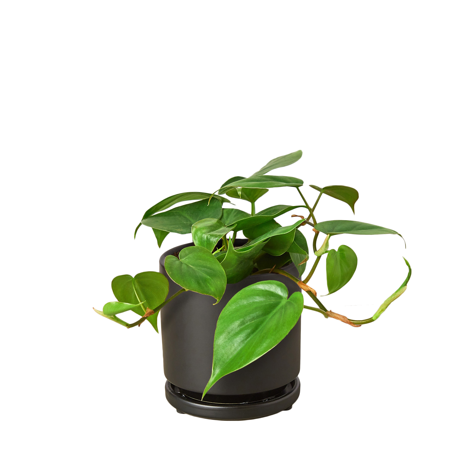 Philodendron Cordatum 'Heartleaf'