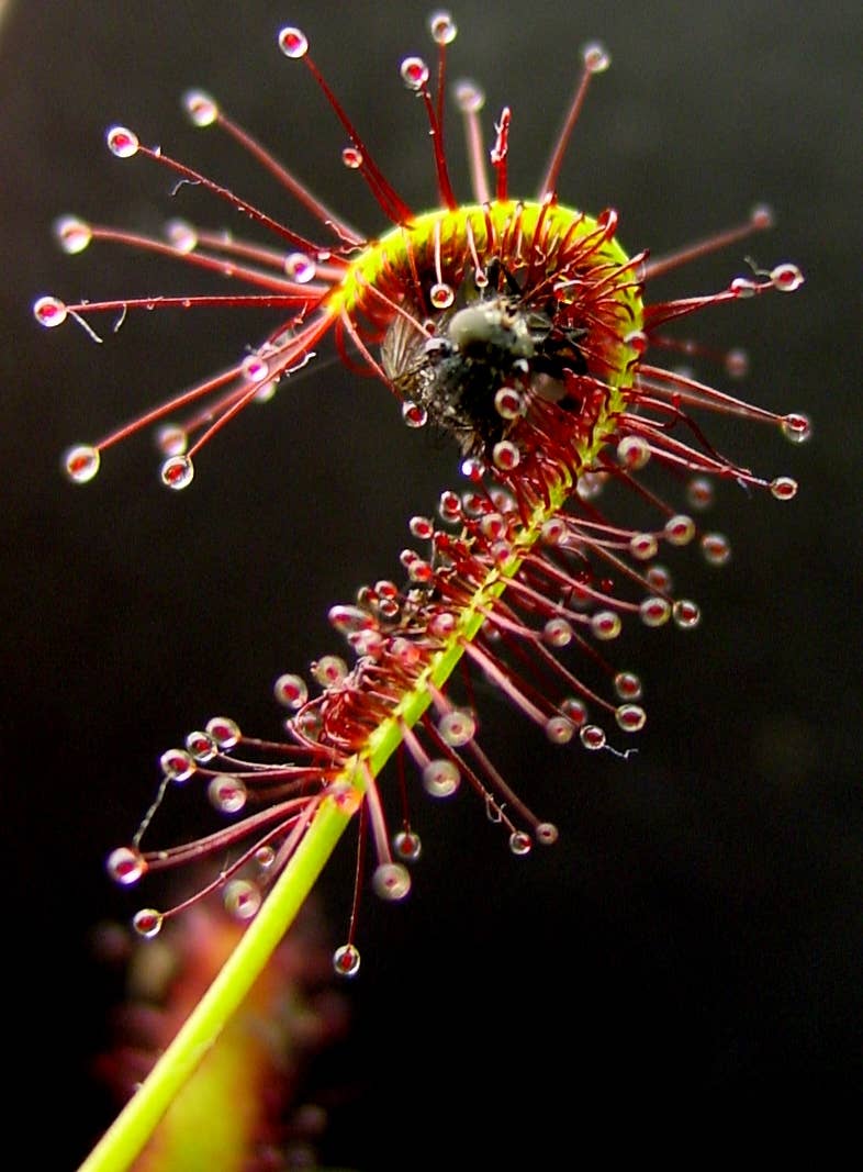 Drosera Capensis (Cape Sundew). 2-3 inch starter plant.