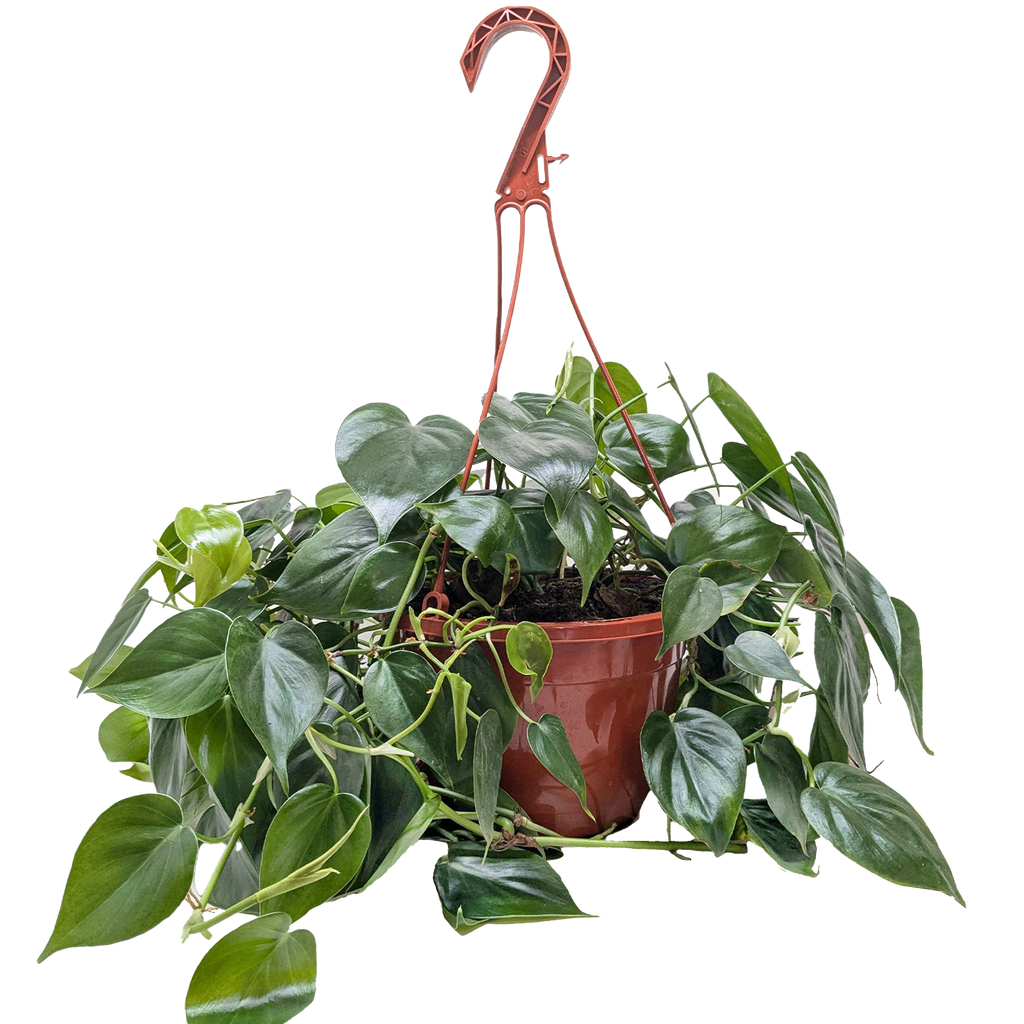 Philodendron Cordatum 'Heartleaf'