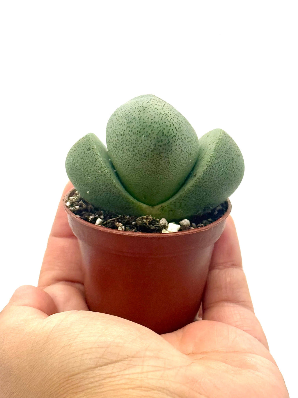 Succulent 'Split Rocks'