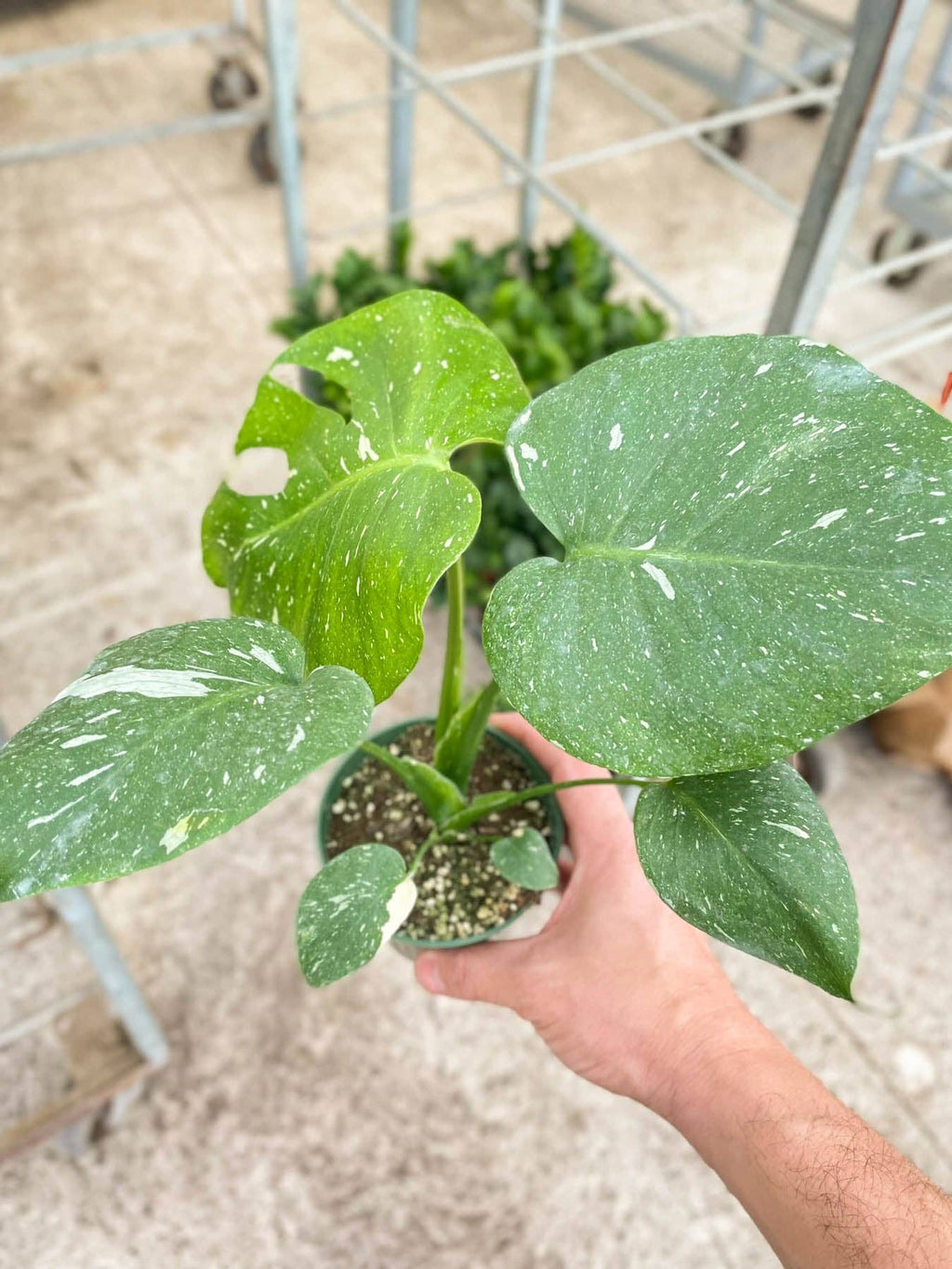Monstera 'Thai Constellation' - 6” pot
