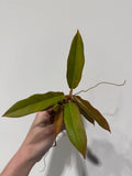 Philodendron Narrow. Starter plant.