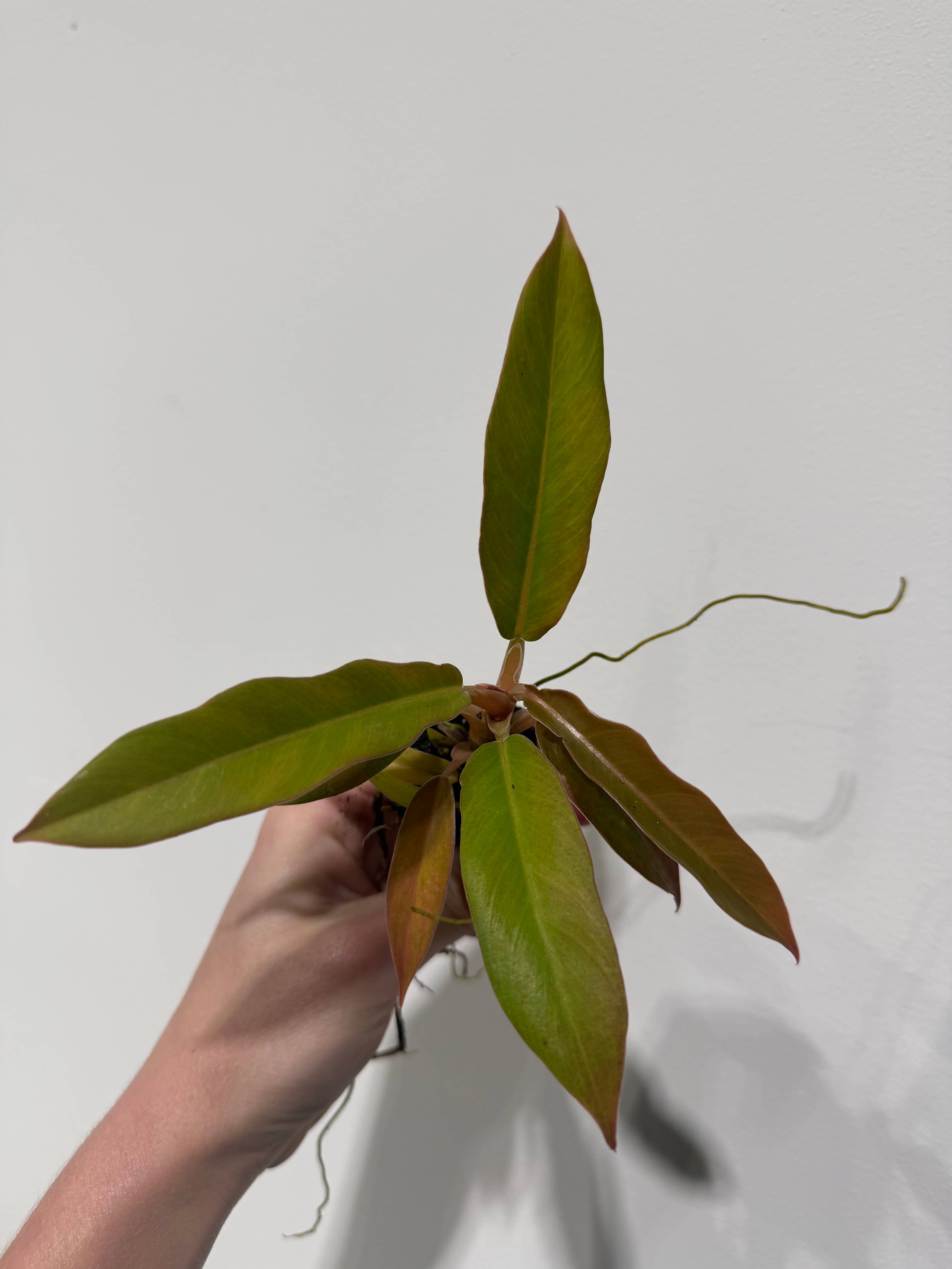Philodendron Narrow. Starter plant.