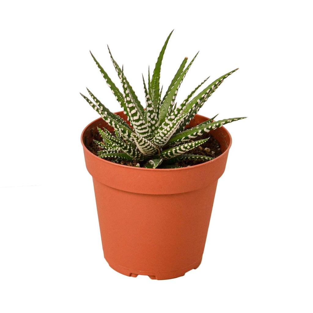 Zebra Succulent Live Plant