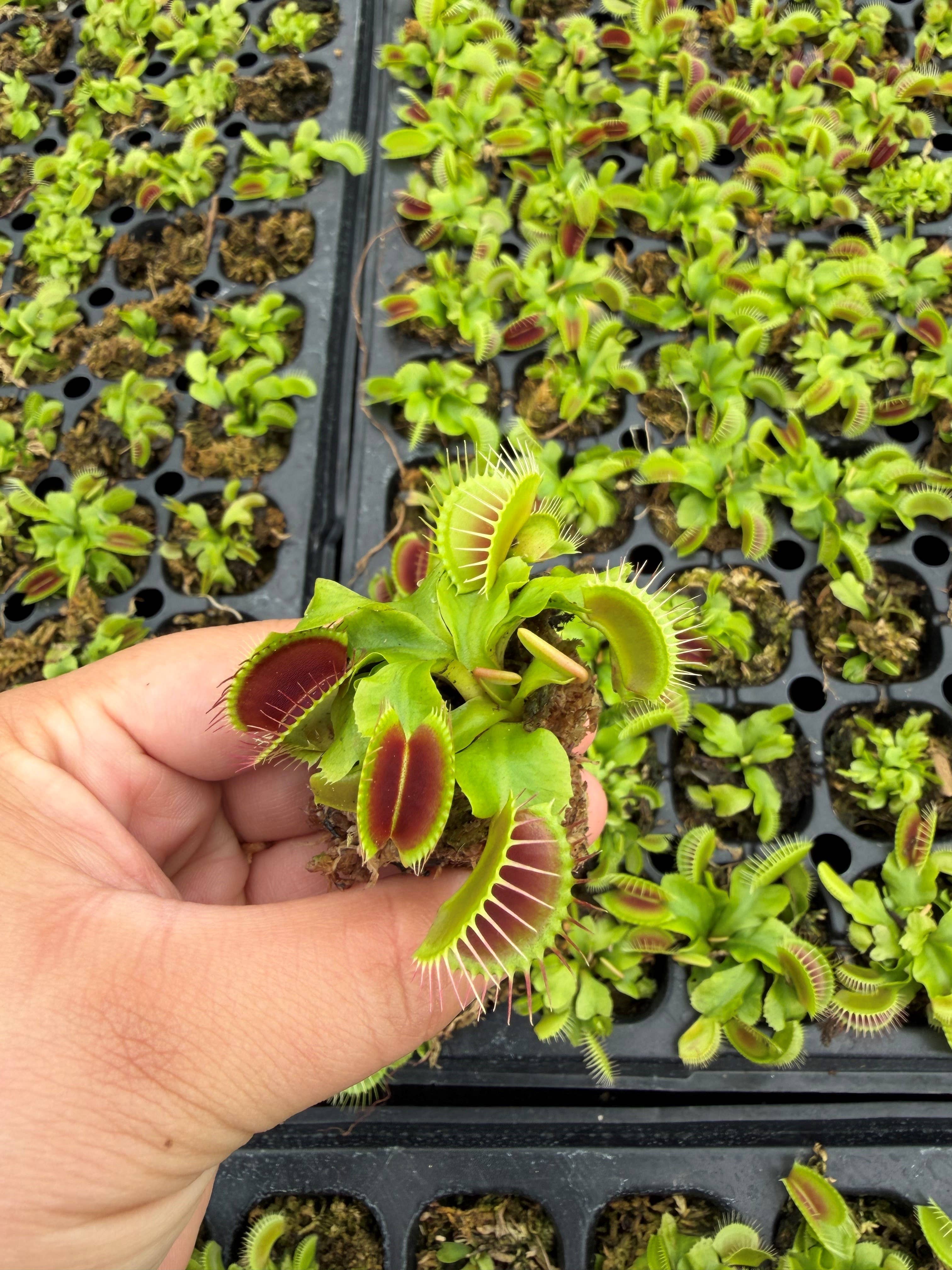 Dionaea Muscipula (Venus Fly Trap) Big Mouth - small