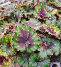 Begonia Macarena - Starter