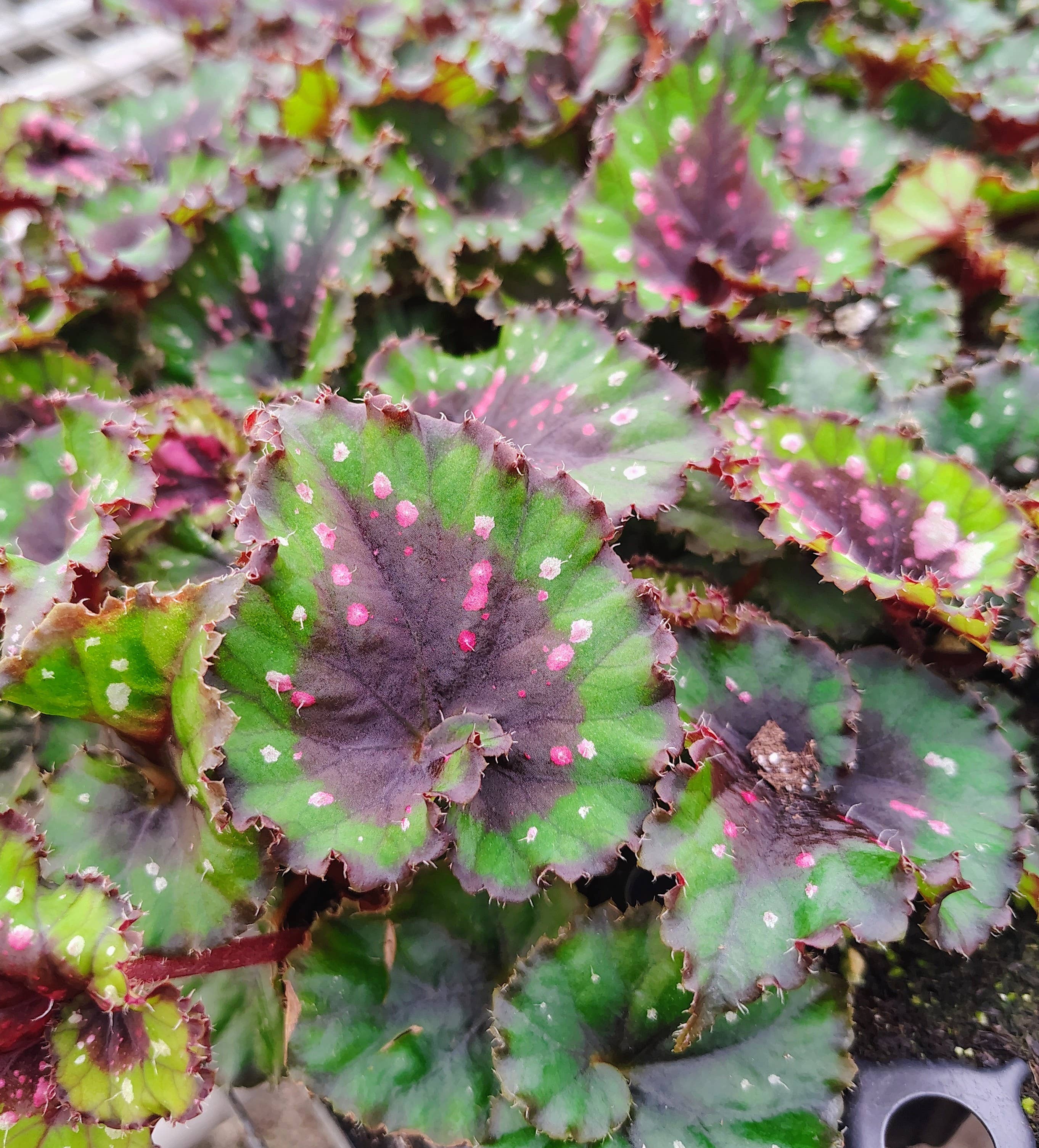 Begonia Macarena - Starter