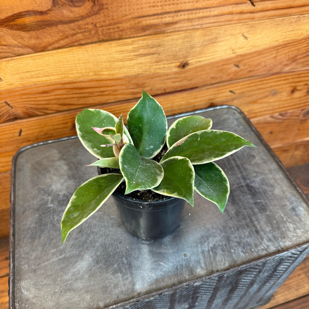 Potted plant on a wooden surface with a wooden background