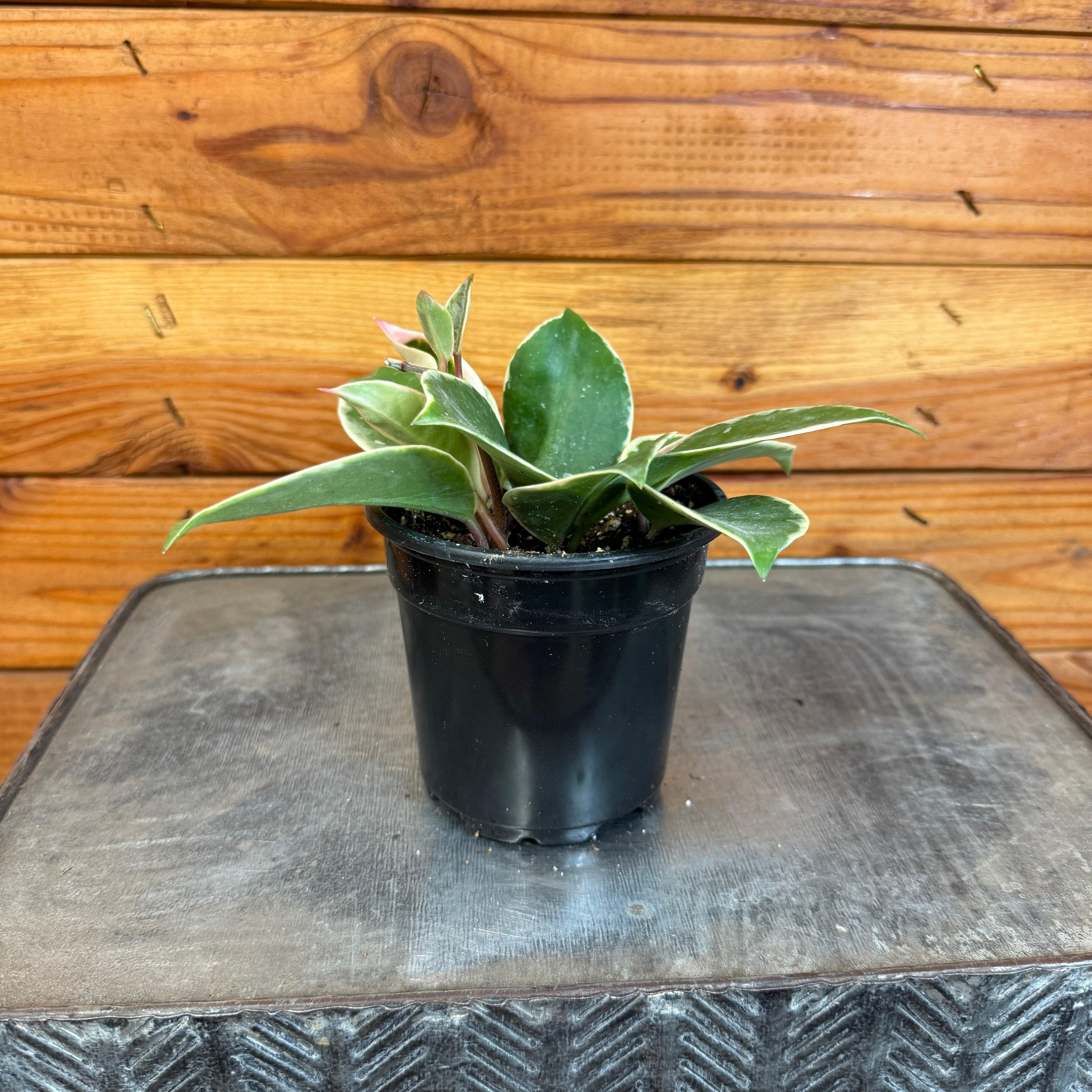 Potted plant on a metal surface with a wooden background