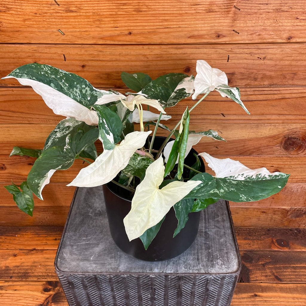Syngonium Albo-Variegatum, 6" Plant