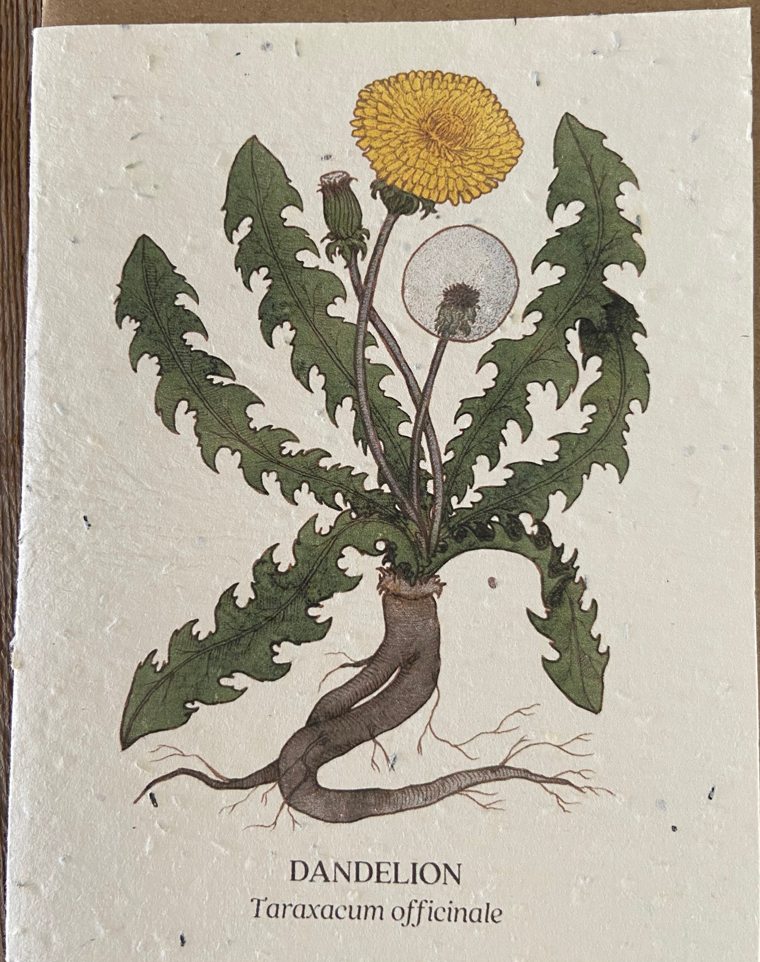 Plantable Greeting Cards Wildflower OR Herb
